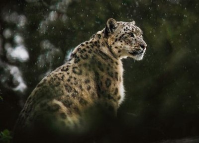 El tesoro del jaguar